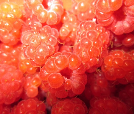 raspberry seed oil