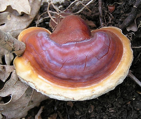 reishi mushroom certified organic