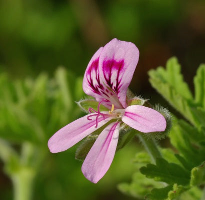 rose geranium oil