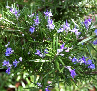 rosemary oil