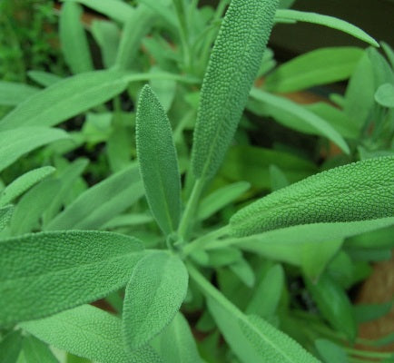 sage leaf oil