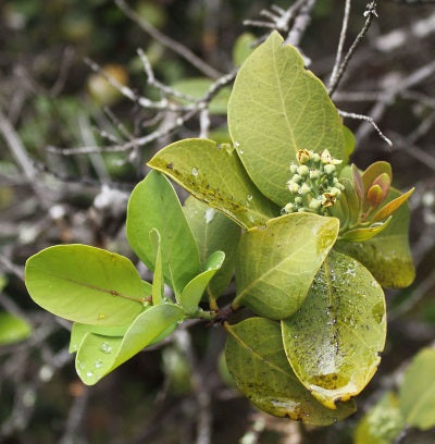 sandalwood oil