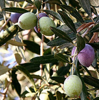 saponified oils of olive