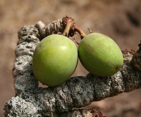 shea butter