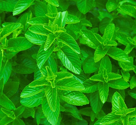 spearmint leaf oil