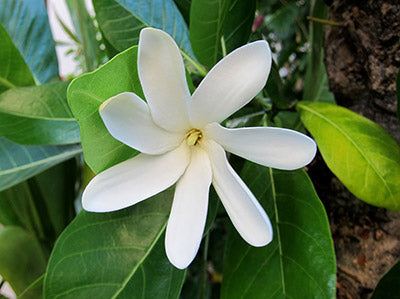 tahitian gardenia oil