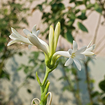 tuberose whole essential oil