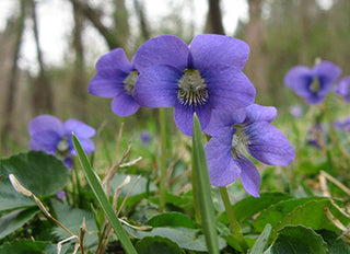 violet leaf oil