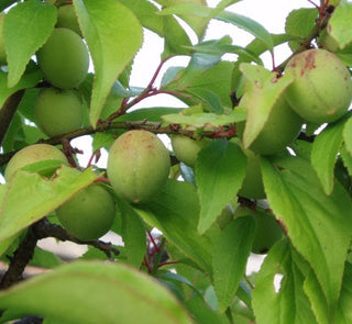 white wine and japanese plum extract