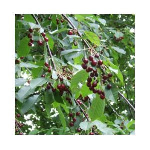 wild cherry bark