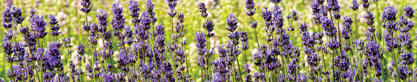 french lavender - scents